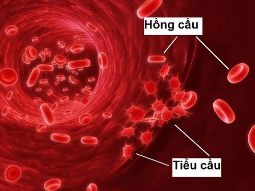 Từ A đến Z tiểu cầu là gì?chức năng của nó như thế nào