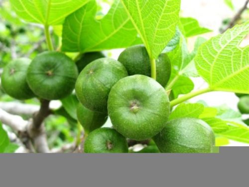 Quả sung và lá sung còn được dùng để chữa bệnh trĩ, táo bón, kiết lị, khó đại tiện gây đau hậu môn...
