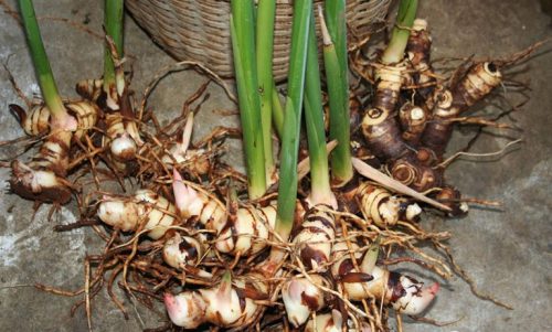 Chữa viêm đại tràng bằng bài thuốc dân gian bằng củ riềng