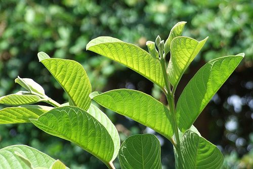 Lá ổi là một vị thuốc thường dùng để chữa viêm đại tràng bằng bài thuốc dân gian