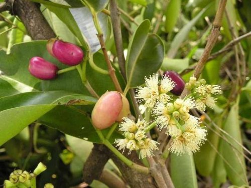 Lá vối tươi có tính kháng sinh tự nhiên, làm giảm nhanh các triệu chứng viêm đại tràng.