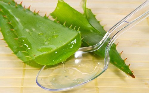 Nha đam giúp nhuận tràng, giải nhiệt, giải bỏ độc tố khi bị viêm đại tràng