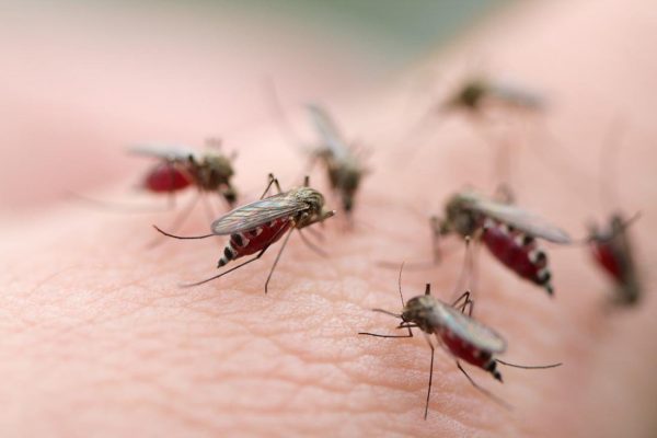 Điều trị sốt xuất huyết Dengue