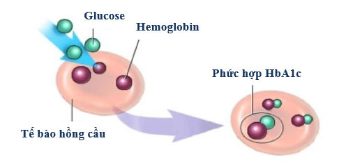 số lượng hồng cầu bình thường có chức năng chính là hô hấp, chuyên chở hemoglobin