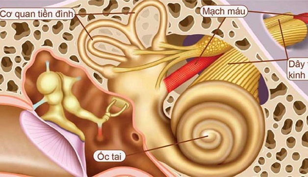 cấu tạo cơ quan tiền đình