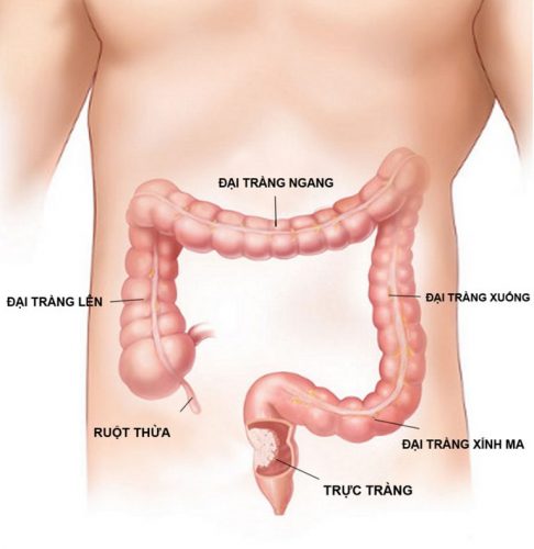 trực tràng nằm ở đâu