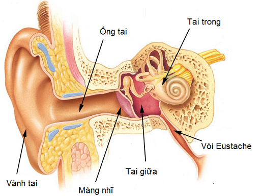 Viêm tai thanh dịch là tình trạng xuất hiện dịch nhầy vô khuẩn trong hòm tai