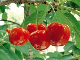 Người bị viêm loét hang vị dạ dày nên ăn nhiều các loại rau quả và trái cây