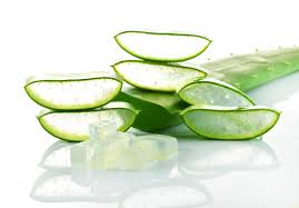 Lô hội hỗ trợ chữa bệnh đau dạ dày tại nhà rất hiệu quả