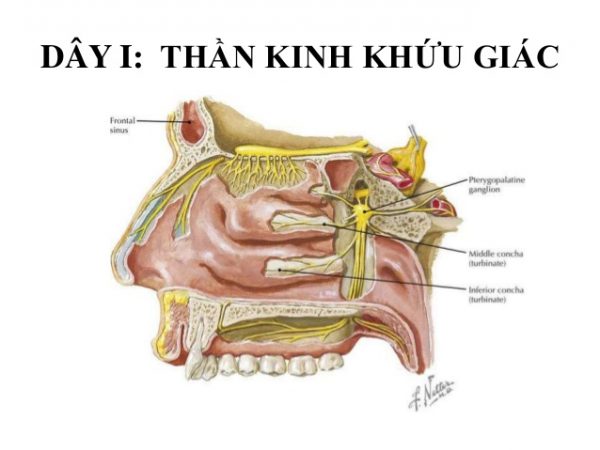 Tổn thương dây thần kinh I (dây thần kinh khứu giác) sẽ gây mất hoặc giảm khứu giác.