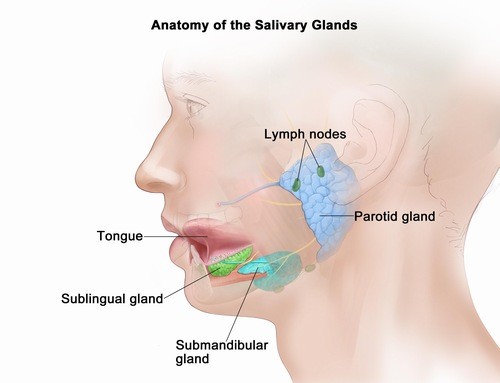 Hình ảnh ung thư tuyến nước bọt