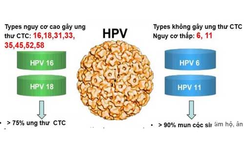Xét nghiệm HPV là gì? HPV là những virus nhỏ và thường lây truyền qua đường tình dục.