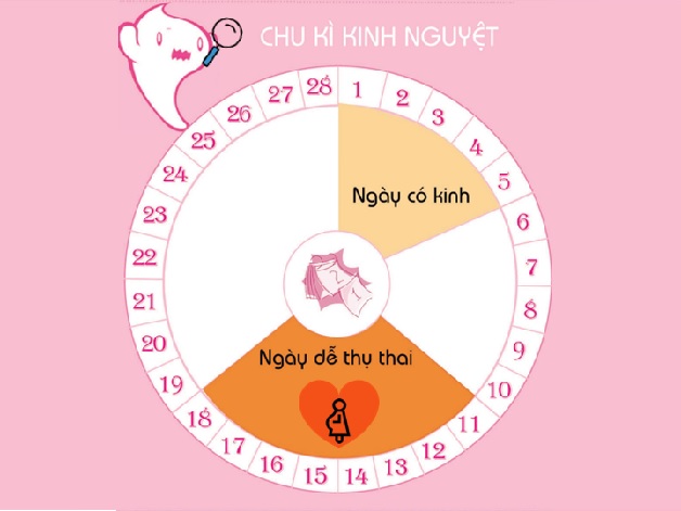 Dấu hiệu rụng trứng thường kéo dài trong khoảng từ 6 - 7 ngày