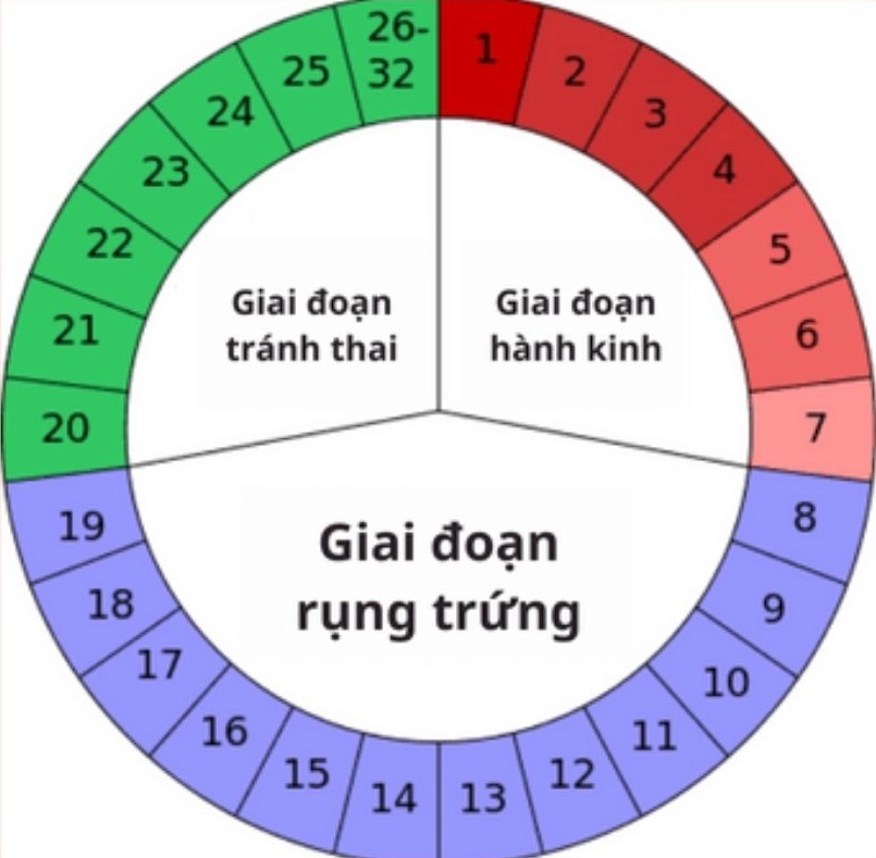 Rụng trứng trong mấy ngày là câu hỏi nhiều người quan tâm