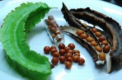 Chữa bệnh đau dạ dày bằng đậu rồng được nhiều người sử dụng tại nhà