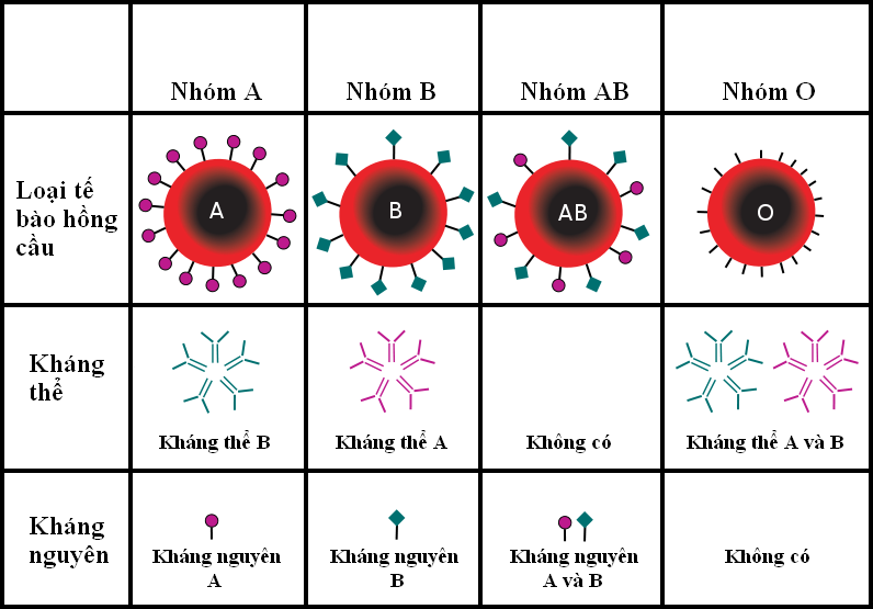 Cần xét nghiệm nhóm máu trước khi truyền máu