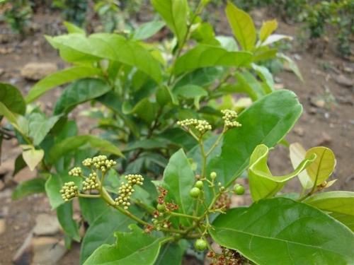 Chè dây được nhiều người sử dụng làm loại trà giải nhiệt