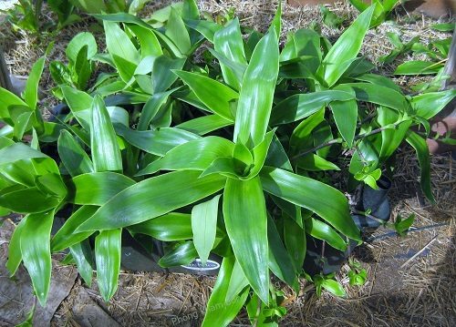 Cây lược vàng chứa nhiều hoạt chất rất tốt cho sức khỏe của con người