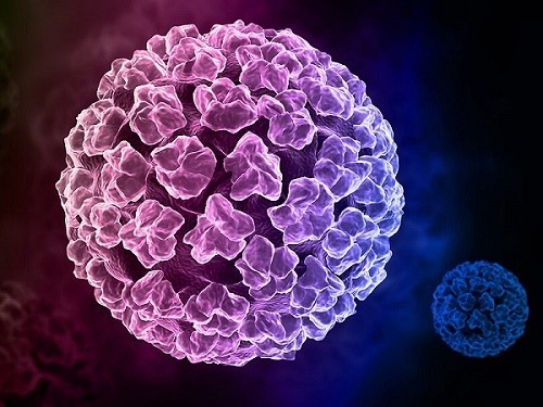 HPV là virus gây u nhú ở người