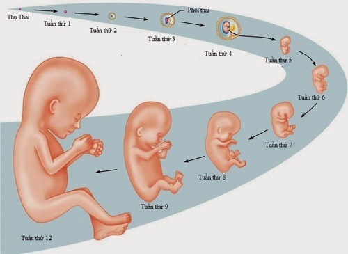 Sự phát triển của thai nhi theo tuần diễn ra thế nào?
