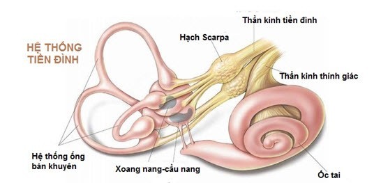 Rối loạn tiền đình là gì?