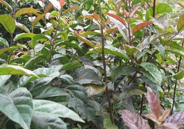 Có nhiều bài thuốc Nam chữa ung thư phổi nhưng thực tế hiệu quả điều trị vẫn chưa rõ