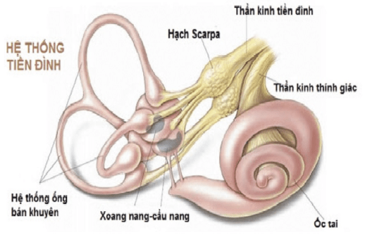 Tiền đình là một bộ phận khá phức tạp, nằm ở sau hai bên ốc tai, nó có có vai trò điều chỉnh thăng bằng tư thế và các phối hợp cử động mắt, đầu,thân mình