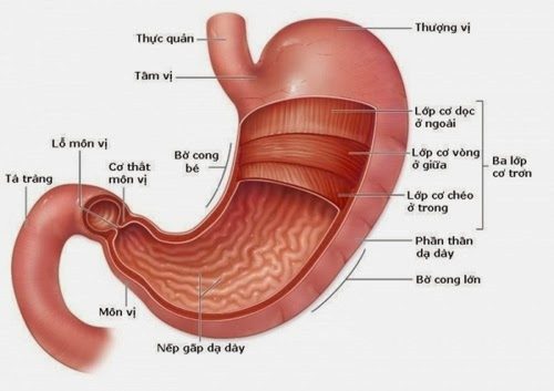 Môn vị nằm ở vị trí nào trong cơ thể là quan tâm của rất nhiều người.