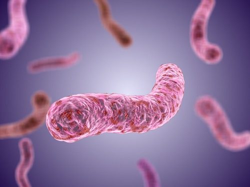 Vi khuẩn lao gây nên các triệu chứng rối loạn tiêu hóa.