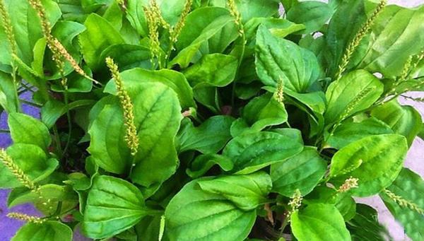 Dùng cây mã đề là một trong những cách dân gian chữa viêm niệu đạo