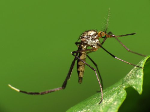 Muỗi vằn mang virus sốt xuất huyết.