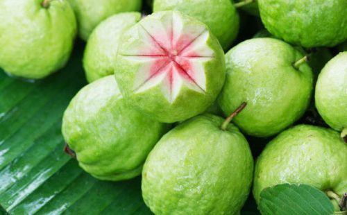 Ổi giàu vitamin C giúp tăng cường sức đề kháng cho người bệnh sốt xuất huyết.