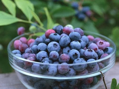 Quả việt quất hỗ trợ rất tốt trong việc chữa trị các bệnh về đường tiêu hóa