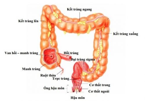 Trực tràng khác đại tràng ở những điểm nào?