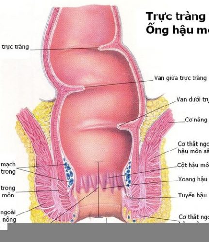 Trực tràng là bộ phận nào của cơ thể là băn khoăn, thắc mắc của rất nhiều người.