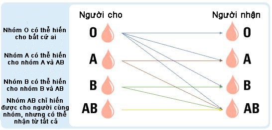Các lý do phổ biến cho việc kiểm tra nhóm máu bao gồm: khám thai, phẫu thuật, hiến nội tạng, truyền máu