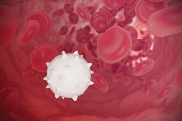 Bạch cầu là các tế bào máu trắng có nhiệm vụ bảo vệ cơ thể khỏi những tác nhân gây hại và khỏi mọi virus, vi khuẩn.