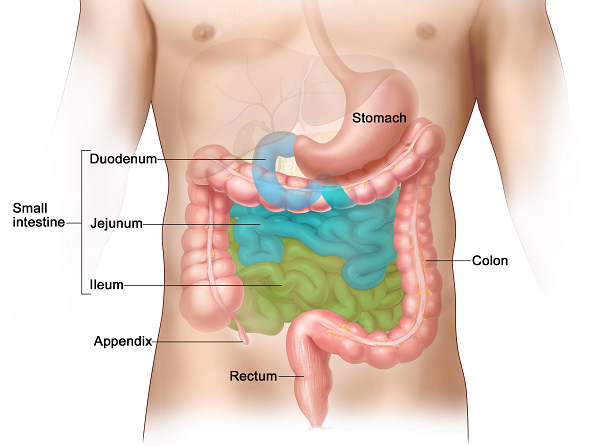 Vị trí đau dạ dày là ở đâu
