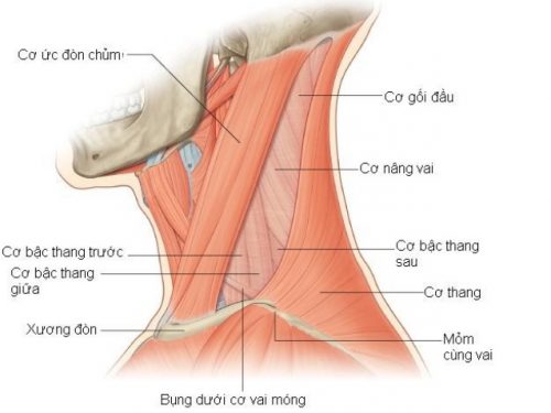 Viêm Cơ Thang là gì? Triệu chứng, nguyên nhân và cách điều trị hiệu quả 1 Vị trí của cơ thang