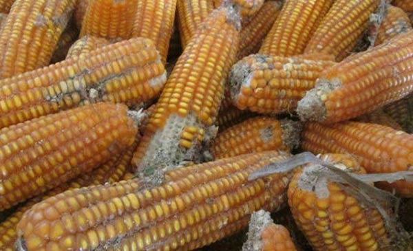 Những thực phẩm nông sản mốc chứa chất độc có thể gây ung thư gan nên chúng ta cần hết sức chú ý