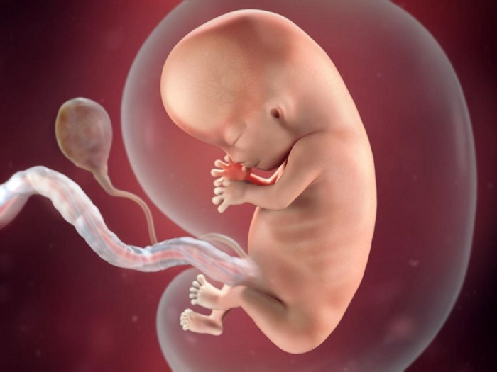 Về lý thuyết thì thai nhi 7 tuần tuổi đã có tim thai. Nếu siêu âm, bác sĩ có thể phát hiện được nhịp tim của thai nhi.