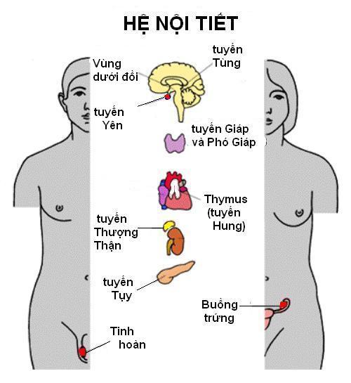 bệnh nội tiết khám hiệu quả tại Bệnh viện Thu Cúc