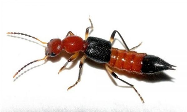 viêm da do kiến ba khoang đốt 