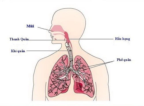 Những điều cần biết về bệnh viêm phổi thùy | TCI Hospital