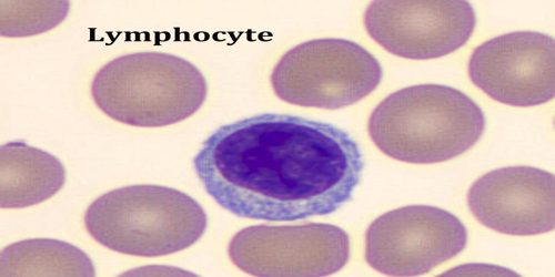 Lymphocytes là gì?