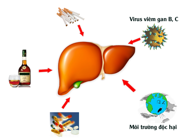 Xét nghiệm chức năng gan là gì
