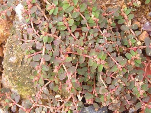 【BẬT MÍ】Cách chữa kiết lỵ bằng cỏ sữa Nhanh Nhất
