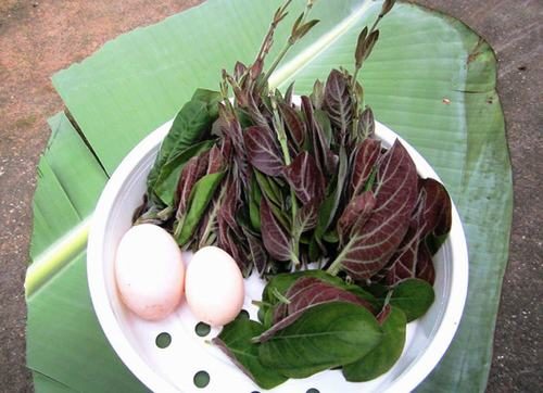 Nhiều người cũng sử dụng bài thuốc trứng gà lá mơ lông để chữa kiết lỵ tại nhà