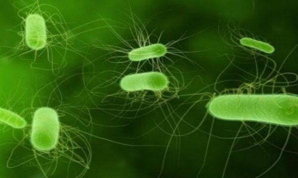 Vi khuẩn E.coli - tác nhân hàng đầu gây viêm tiết niệu khi mang bầu