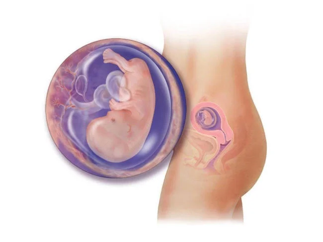 Dấu hiệu thai phát triển tốt ba tháng đầu là nỗi